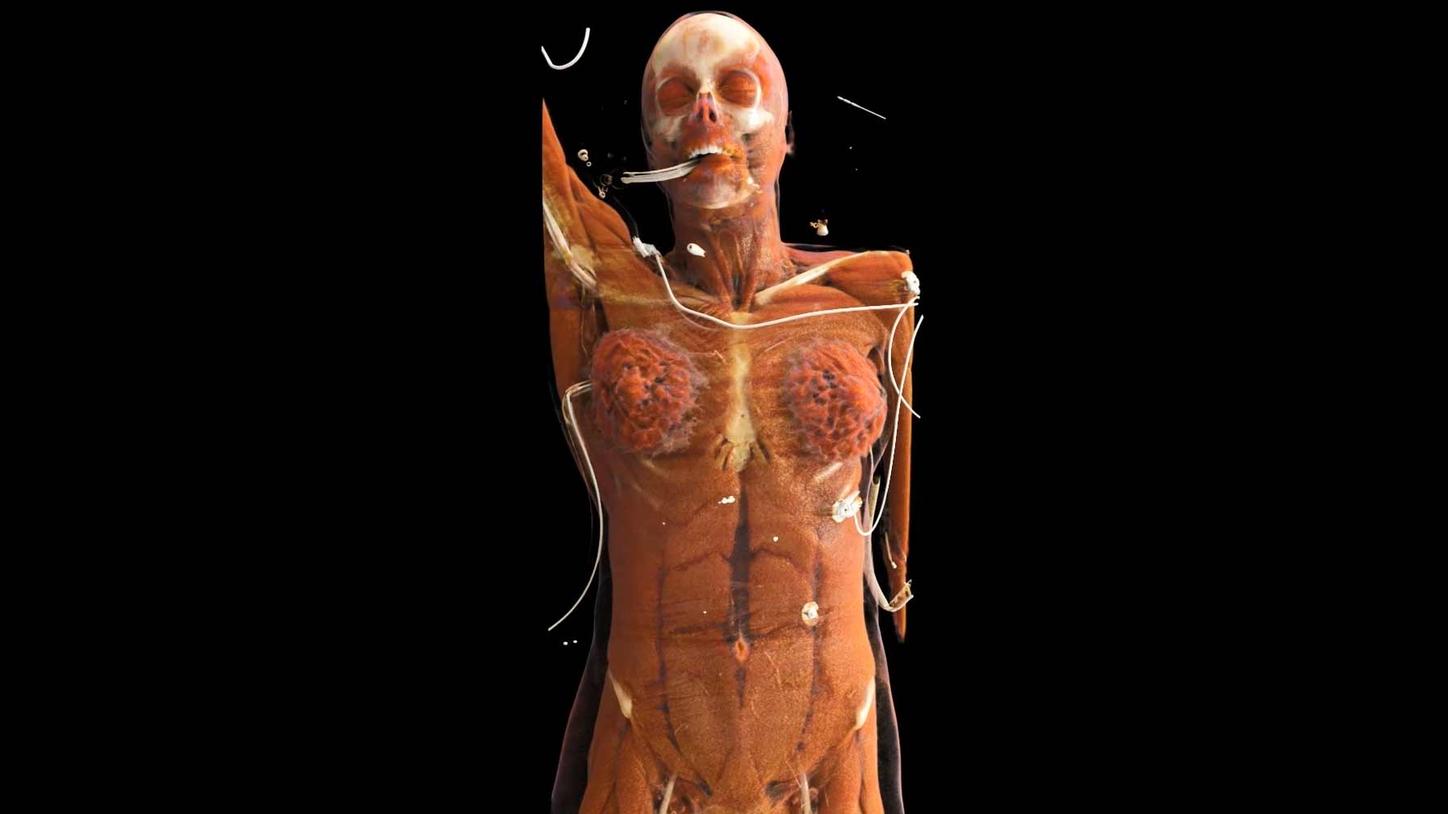 Cinematic Anatomy